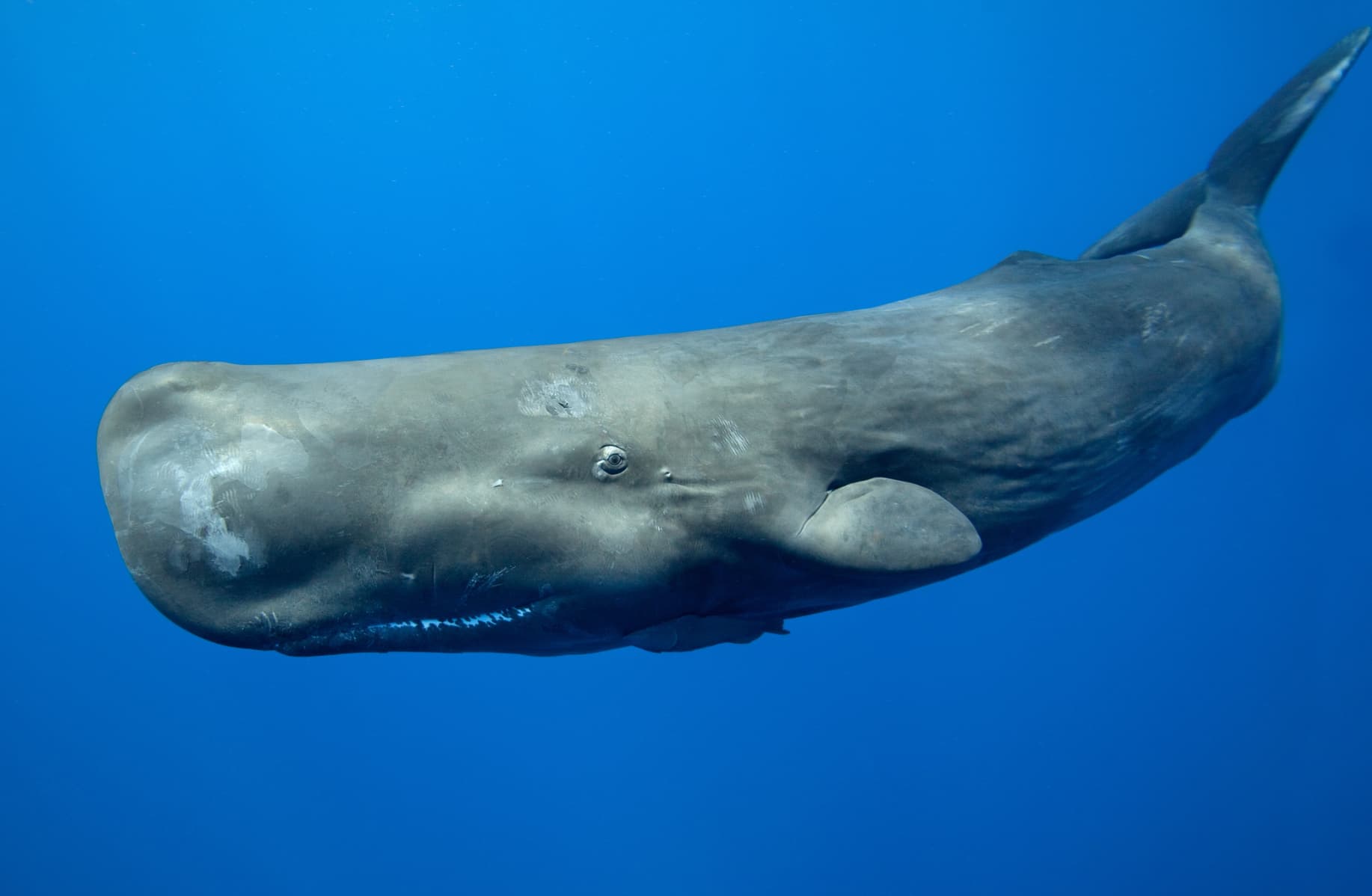 whales up close